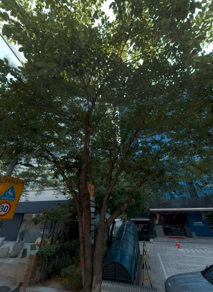 tree photo