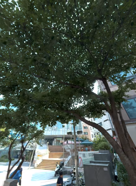 tree photo