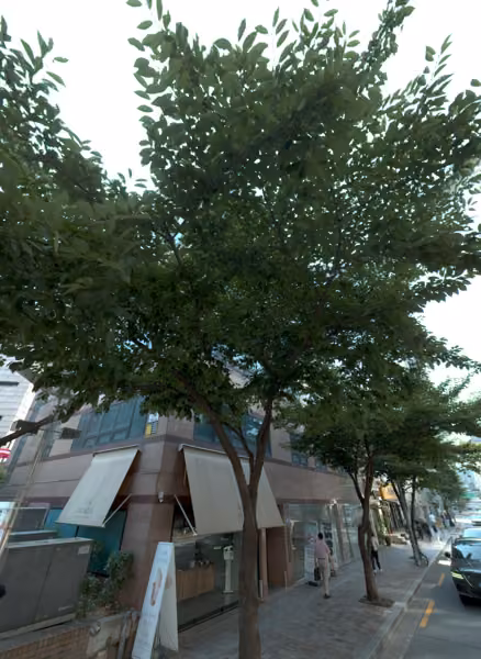 tree photo