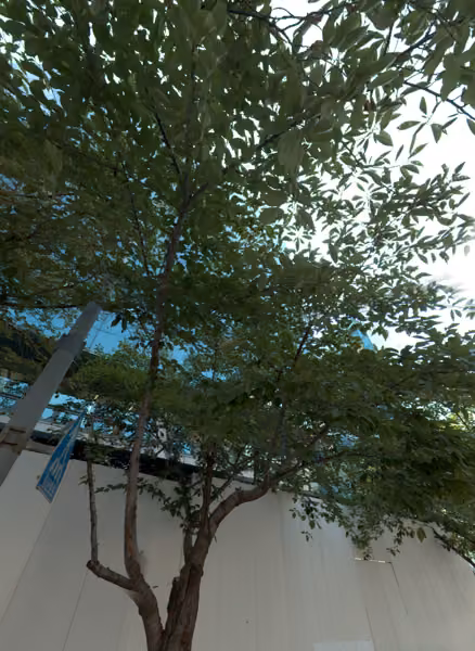 tree photo