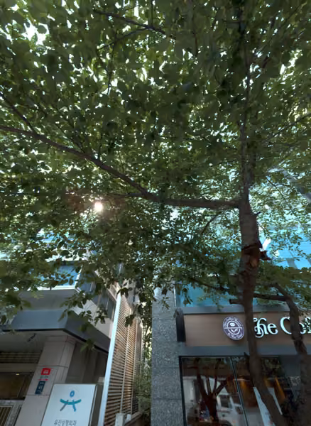 tree photo