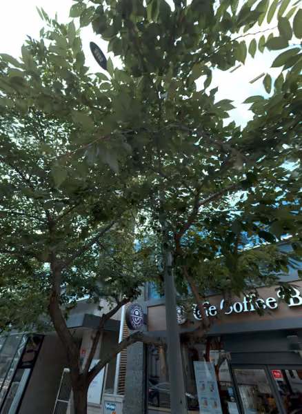 tree photo