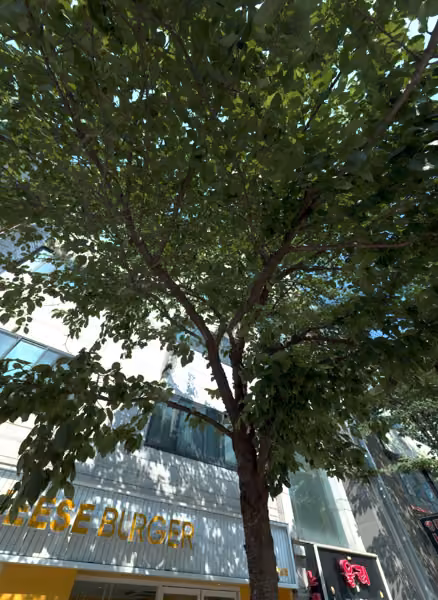 tree photo