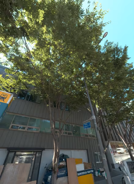 tree photo