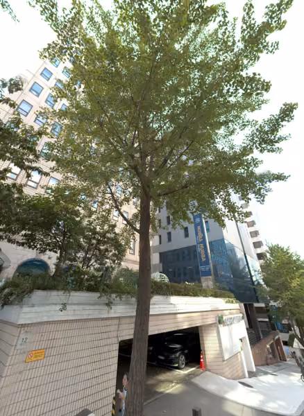 tree photo