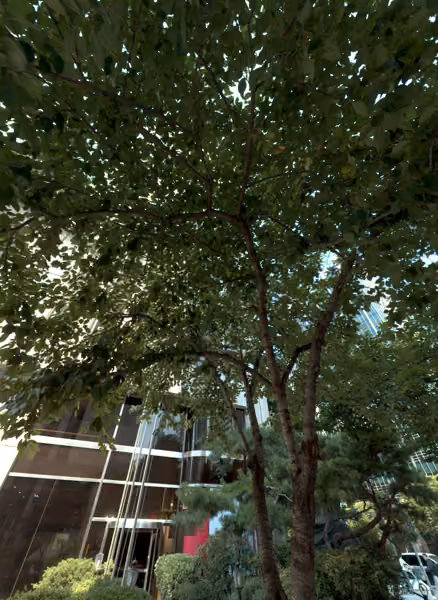 tree photo