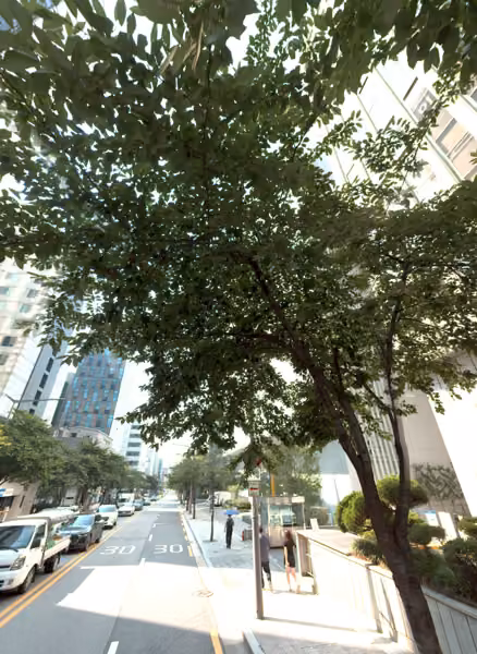 tree photo