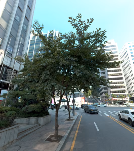 tree photo