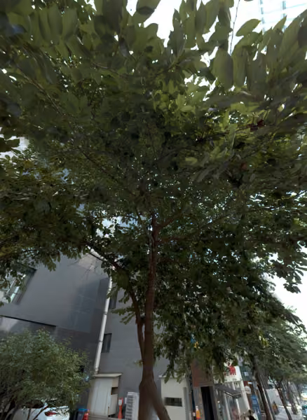 tree photo