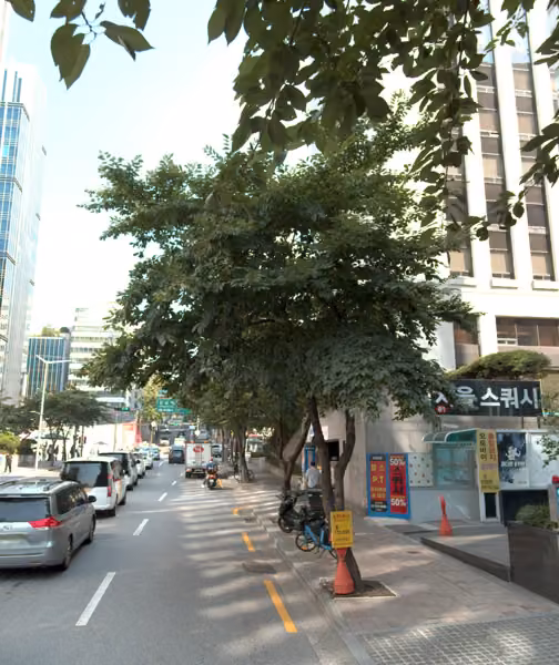 tree photo