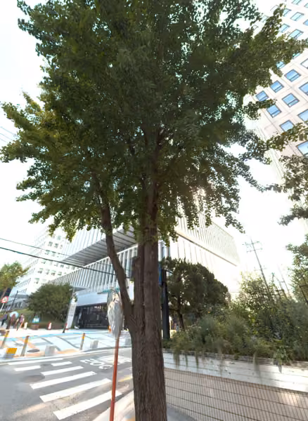 tree photo