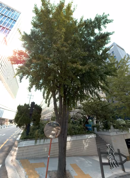 tree photo
