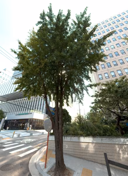 tree photo