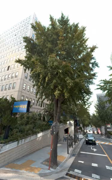 tree photo