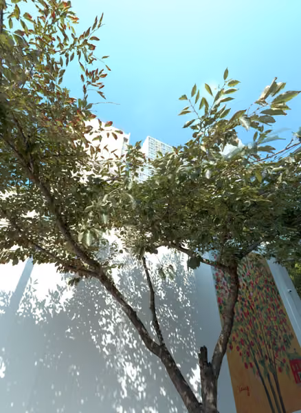 tree photo
