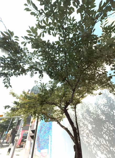 tree photo