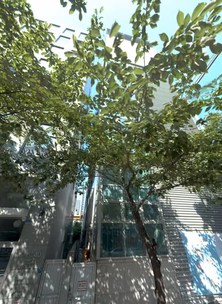 tree photo