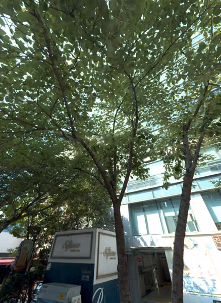 tree photo