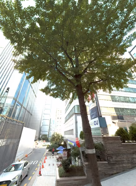 tree photo