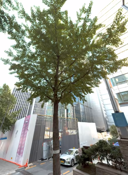 tree photo