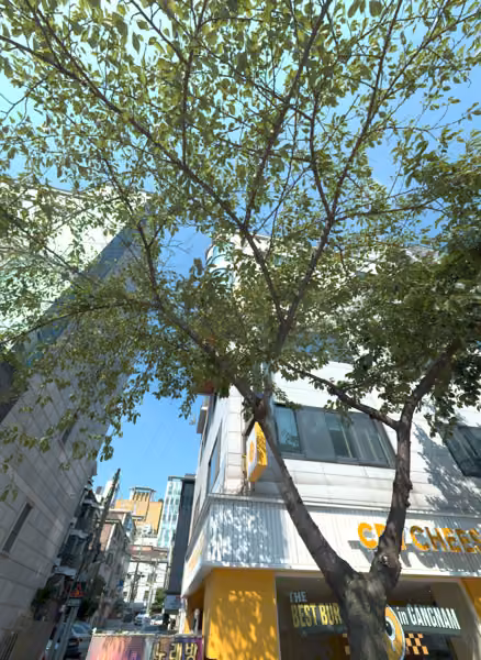 tree photo