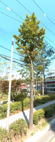 tree photo