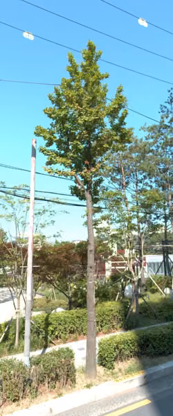 tree photo