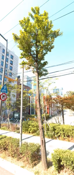tree photo