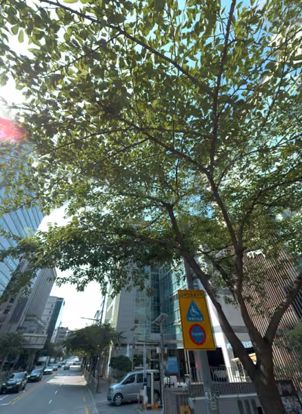 tree photo