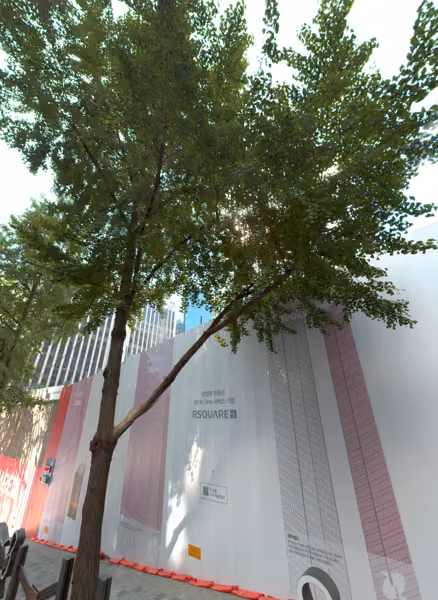 tree photo