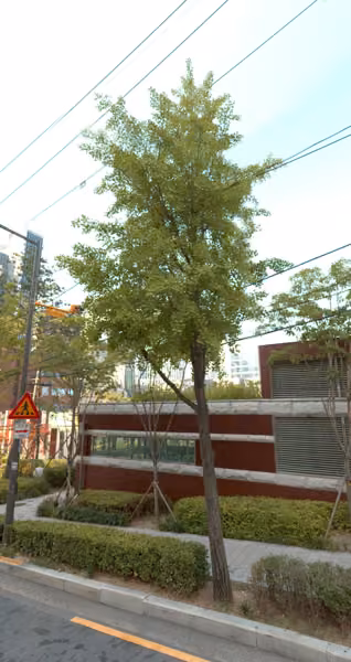 tree photo