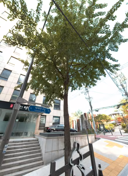 tree photo