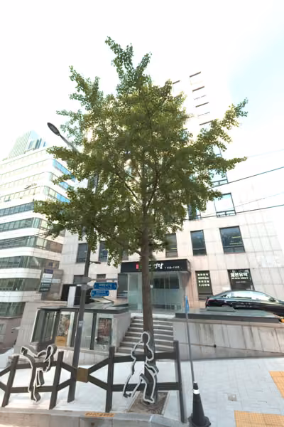 tree photo