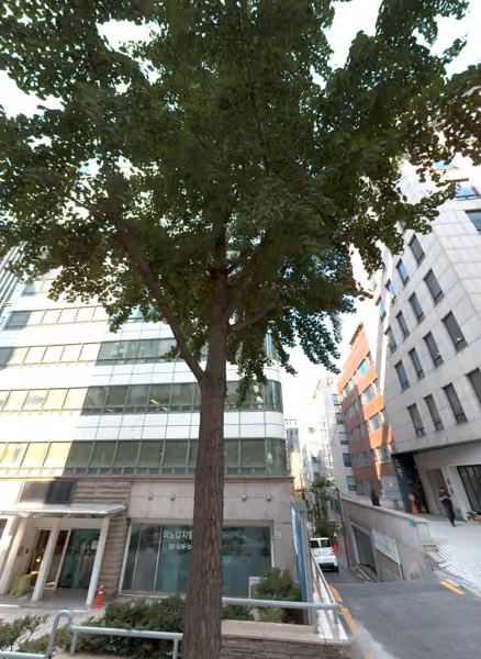 tree photo