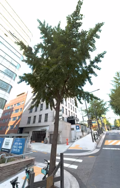 tree photo