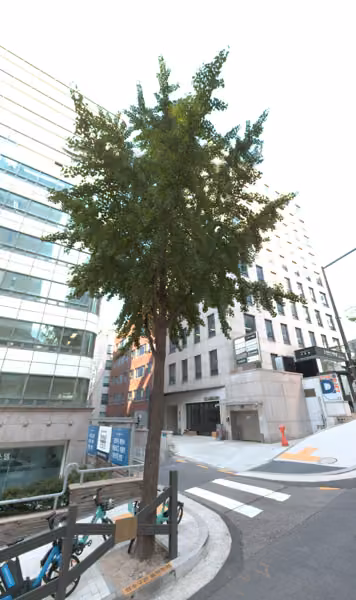 tree photo
