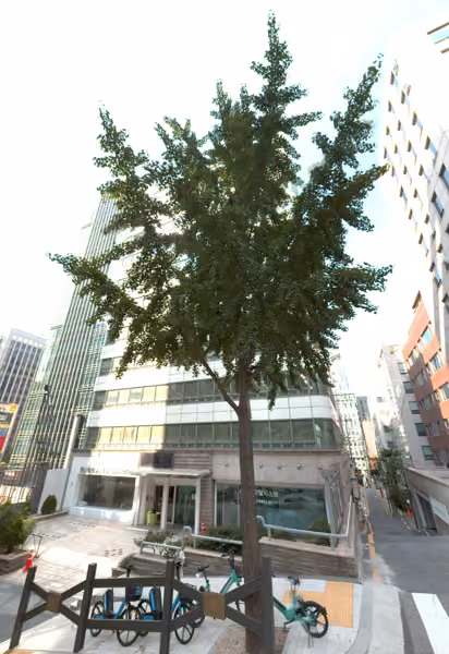 tree photo