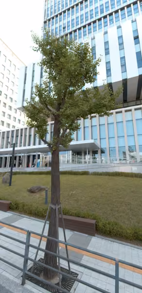 tree photo