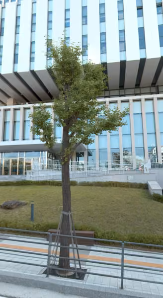 tree photo
