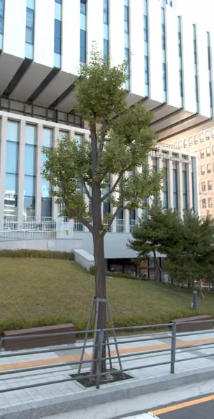tree photo