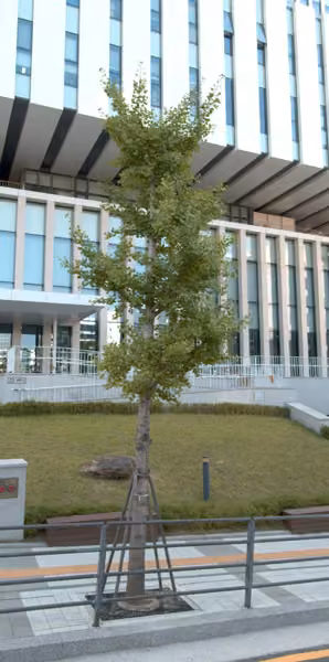 tree photo