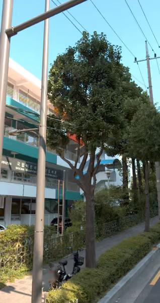 tree photo