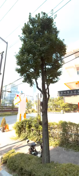 tree photo