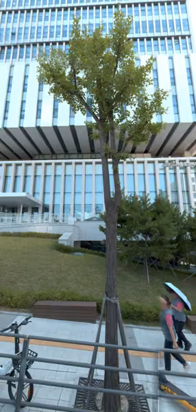 tree photo