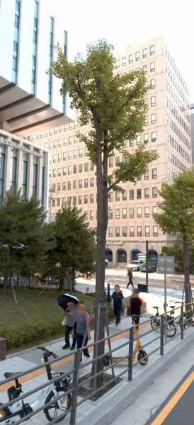 tree photo