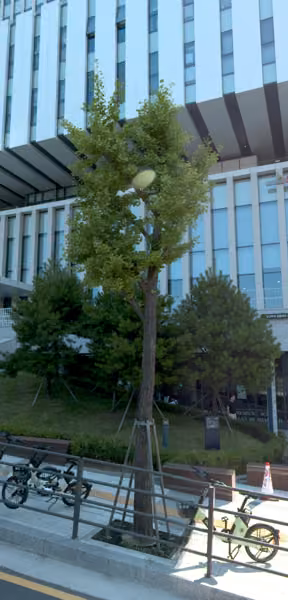 tree photo