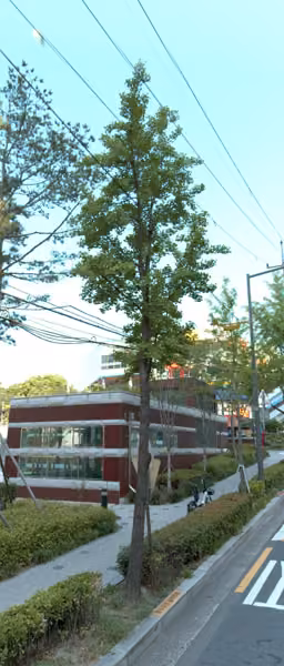 tree photo