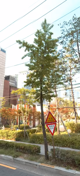 tree photo