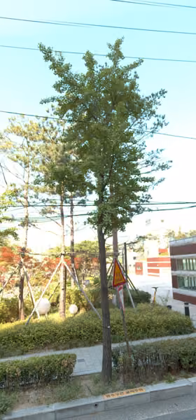 tree photo
