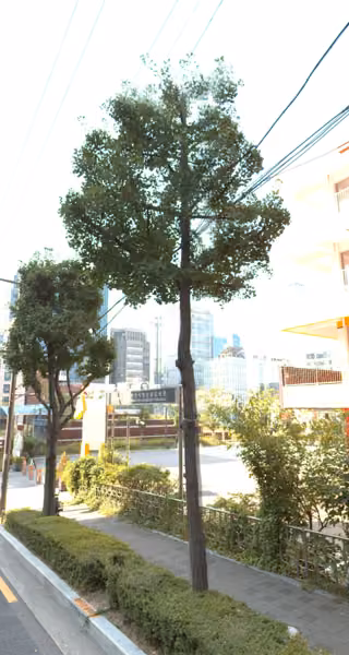 tree photo